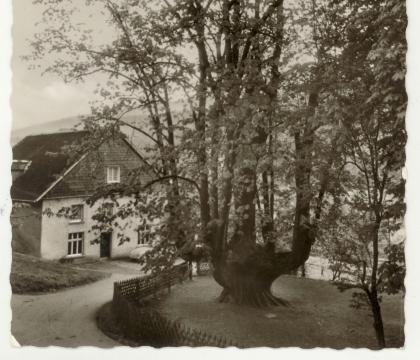 Gasthaus Zur Priorlinde und 1000jährige Kandelaber-Linde